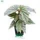 Youngplants |  begonia care  1