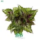 Youngplants |  begonia rex red  1