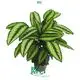 Youngplants |  maranta leuconeura  1