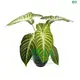 xanthosoma at Wholesale Prices | Youngplants 1