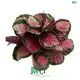Custom foliage plants  Manufacturer | Youngplants 1