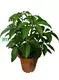 Custom propagating schefflera  Manufacturer | Youngplants 1