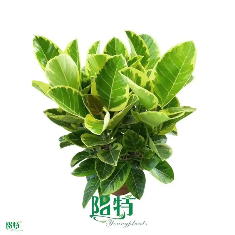Dionaea at Wholesale Prices | Youngplants 1