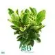 Dionaea at Wholesale Prices | Youngplants 1