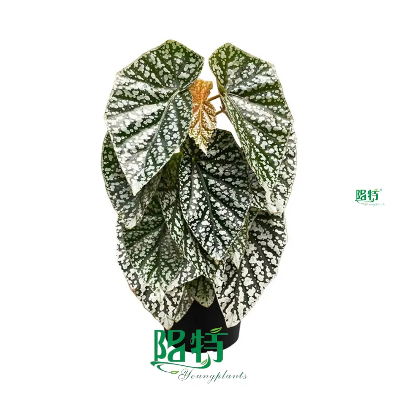 Youngplants |  begonia house plants 1 1