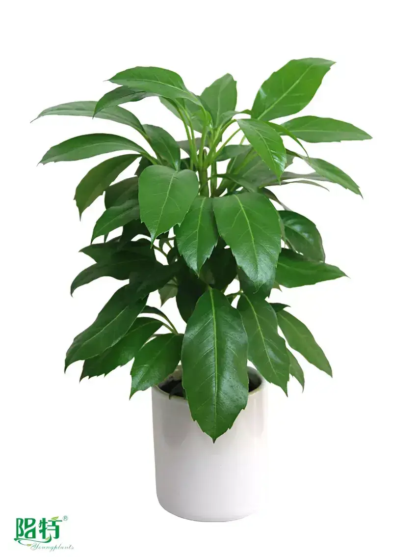 Youngplants |  schefflera alpine  1