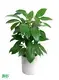 Youngplants |  schefflera alpine  1