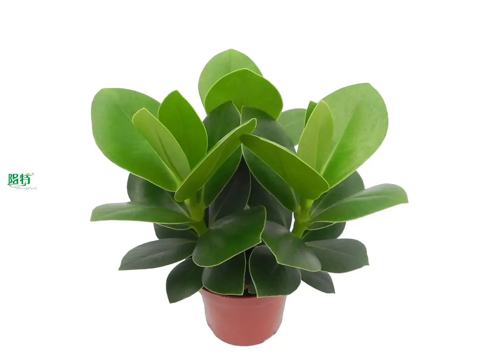 schefflera types at Wholesale Prices | Youngplants 1
