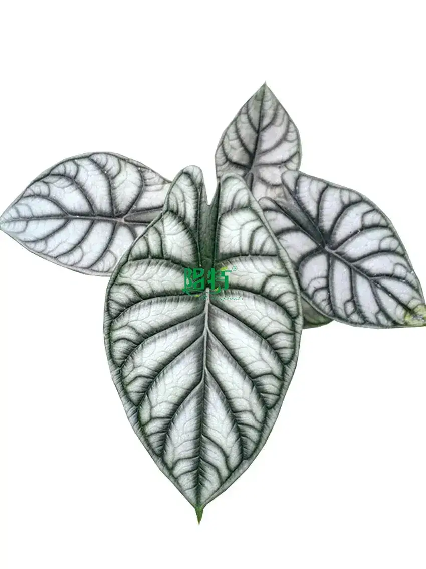Youngplants |  fittonia care tips  1