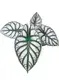Youngplants |  fittonia care tips  1