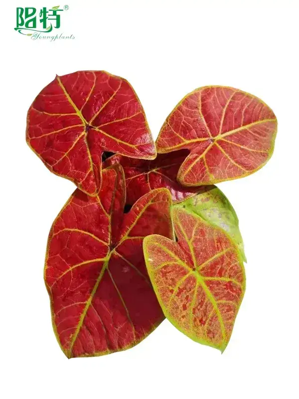 Custom clusia watering  Manufacturer | Youngplants1 1