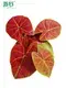 Custom clusia watering  Manufacturer | Youngplants1 1