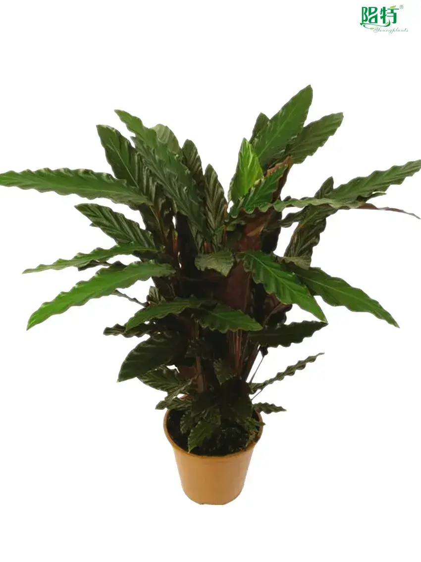 Youngplants |  a maranta  1