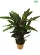 Youngplants |  a maranta  1