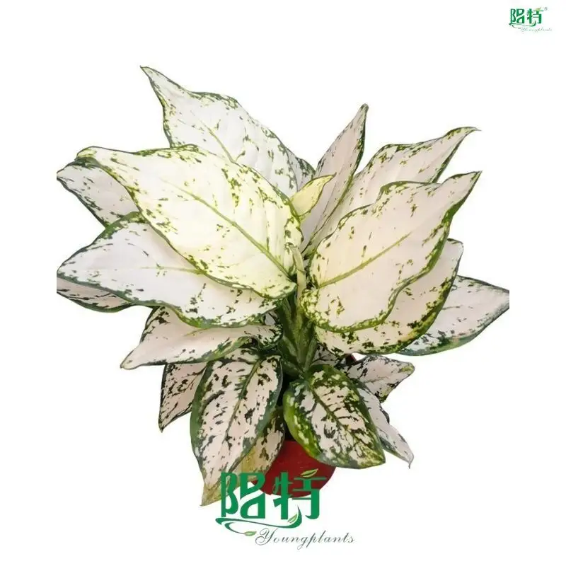 Youngplants |  aglaonema varieties  1