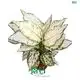 Youngplants |  aglaonema varieties  1
