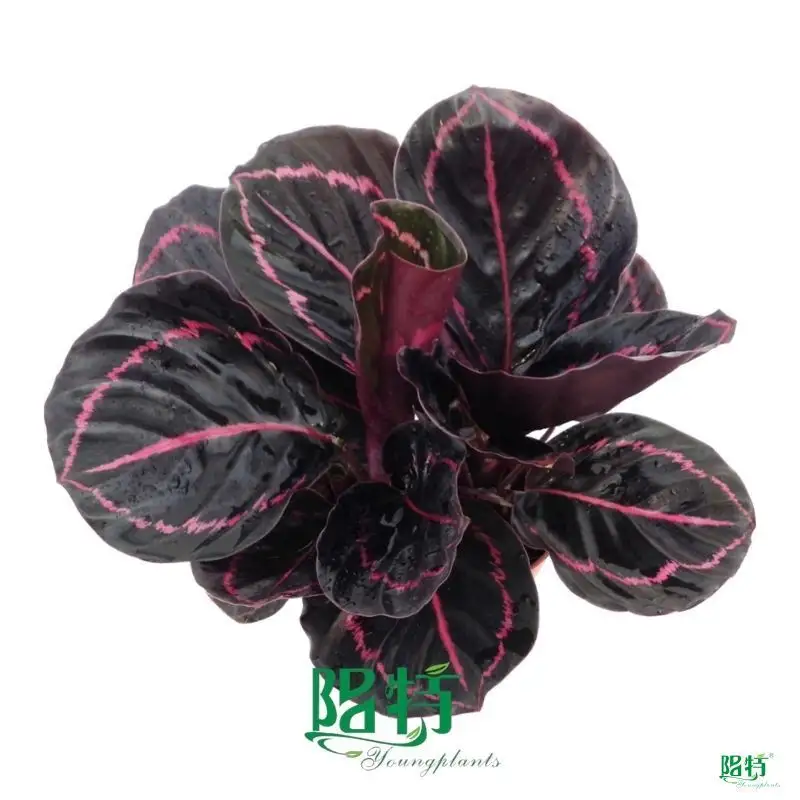 ctenanthe at Wholesale Prices | Youngplants 1