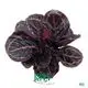 ctenanthe at Wholesale Prices | Youngplants 1
