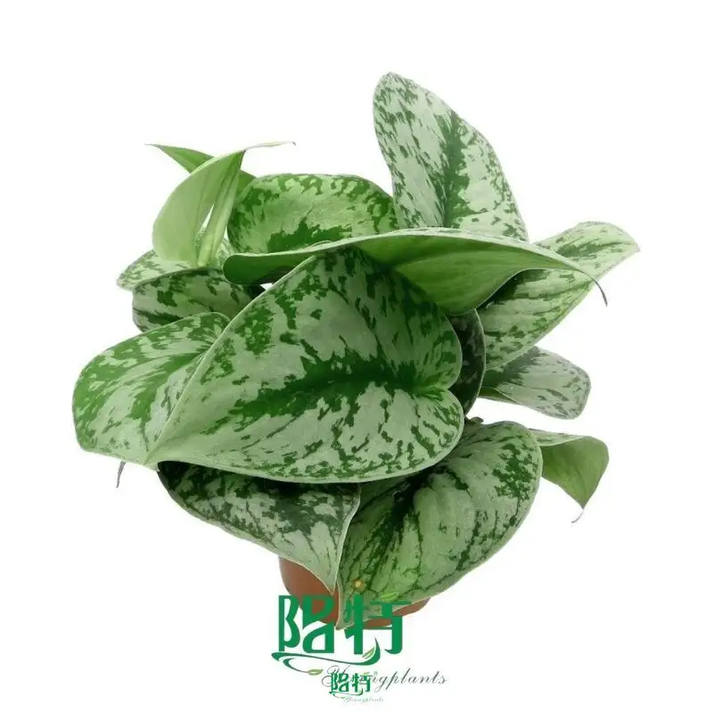 Youngplants |  scindapsus plant  1