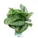 Youngplants |  scindapsus plant  1