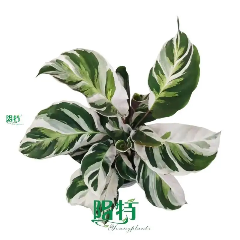  maranta varieties  | Youngplants 1