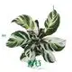  maranta varieties  | Youngplants 1