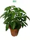 Custom caladium live plant online  Manufacturer | Youngplants 1