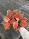 Custom schefflera alpine  Manufacturer | Youngplants1 1