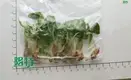  alocasia  | Youngplants1 1