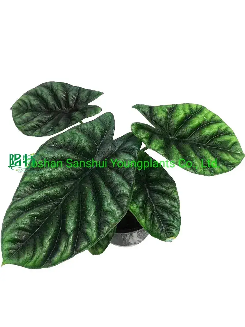 alocasia black velvet at Wholesale Prices | Youngplants 1