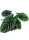 alocasia black velvet at Wholesale Prices | Youngplants 1