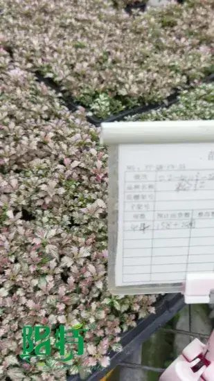 Youngplants |  peperomia  1