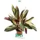 Custom red maranta  Manufacturer | Youngplants 1