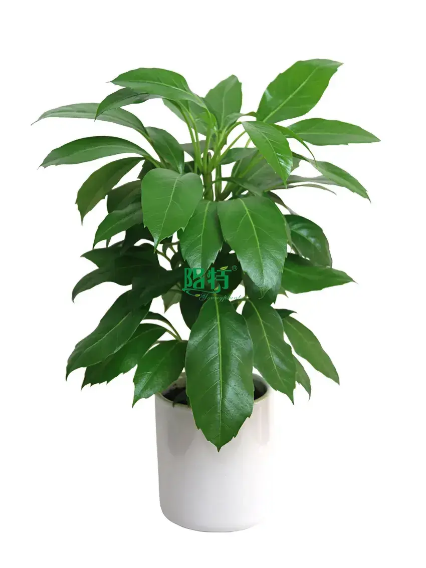  plante schefflera  | Youngplants 1