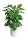  plante schefflera  | Youngplants 1