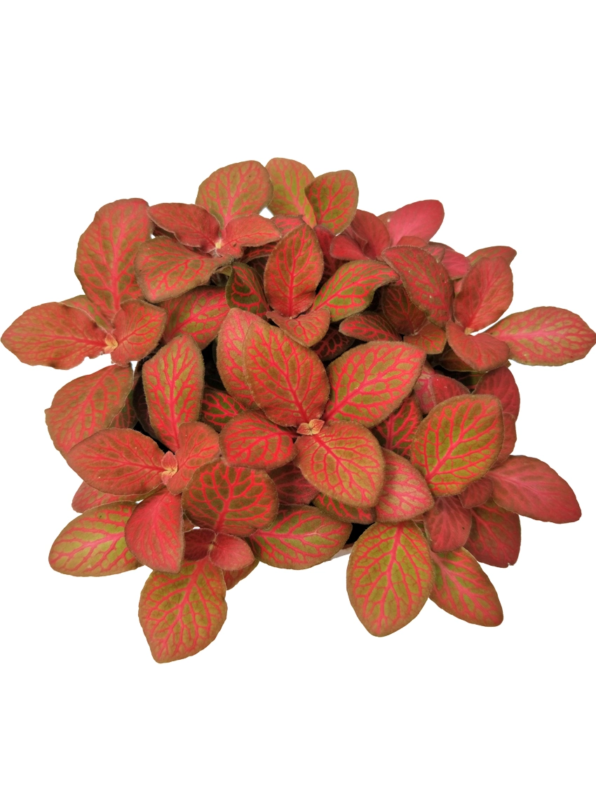 Entretien du Fittonia argyroneura | Jeunes plants 3