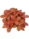  fittonia argyroneura care  | Youngplants 2