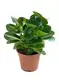 peperomia orba at Wholesale Prices | Youngplants 1