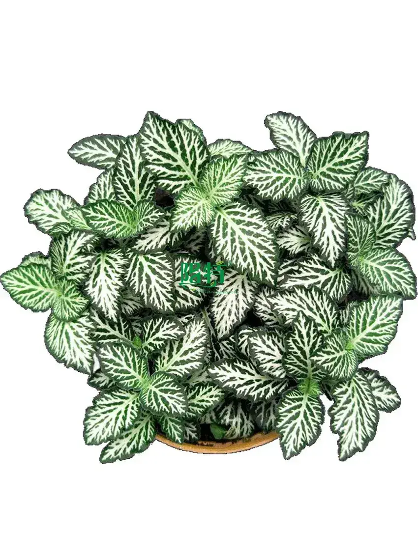 fittonia pink special at Wholesale Prices | Youngplants 1