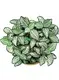 fittonia pink special at Wholesale Prices | Youngplants 1