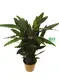  peperomia obtusifolia  | Youngplants 1