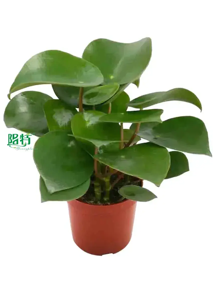 Custom peperomia graveolens  Manufacturer | Youngplants 1