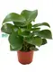 Custom peperomia graveolens  Manufacturer | Youngplants 1