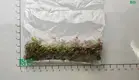 fittonia varieties at Wholesale Prices | Youngplants 1