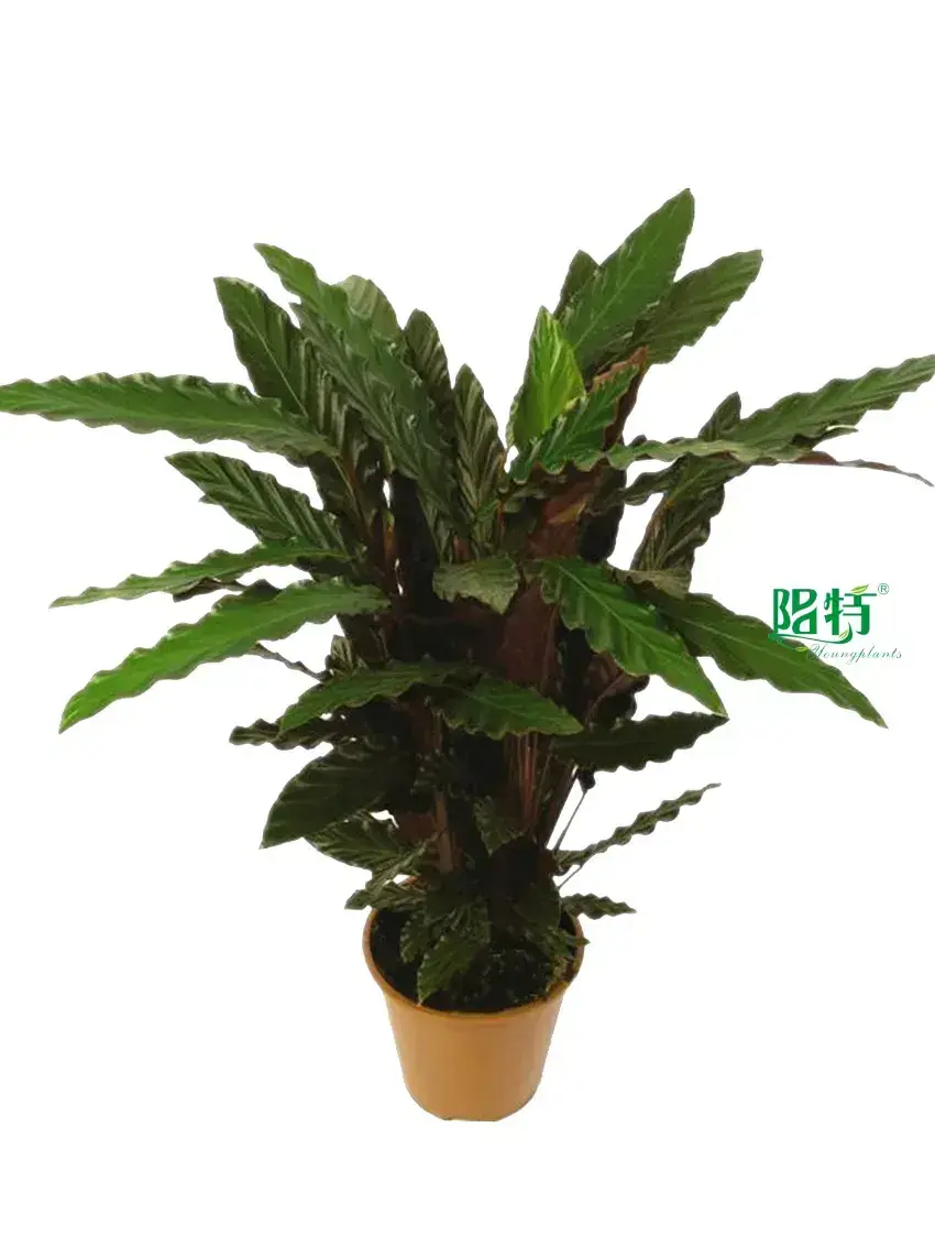 Youngplants |  how to propagate tree ferns  1