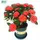 white nerve plant at Wholesale Prices | Youngplants 1