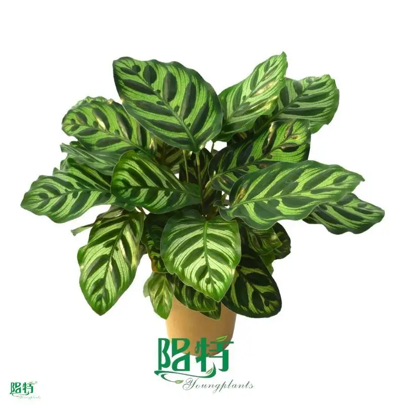  ctenanthe  | Youngplants 1