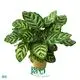  ctenanthe  | Youngplants 1