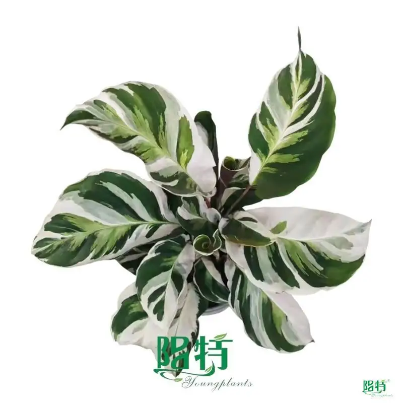 Custom maranta  Manufacturer | Youngplants 1