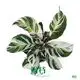 Custom maranta  Manufacturer | Youngplants 1
